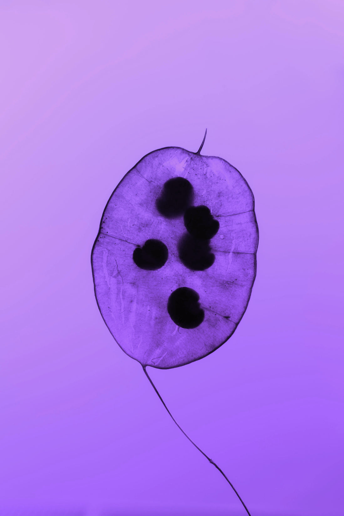 PURPLE APPEARING AT THRESHOLDS